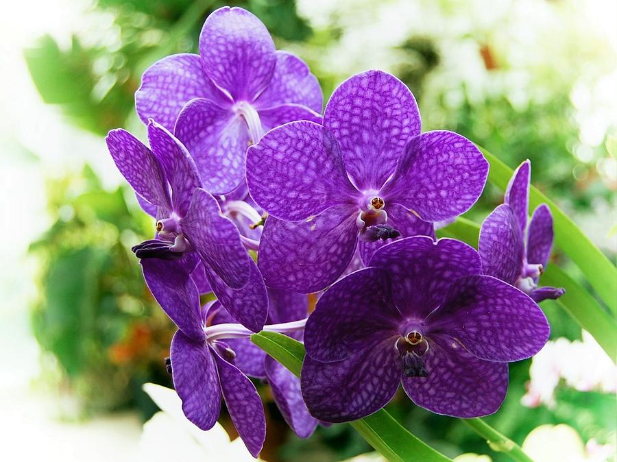 Purple Vanda Orchid Photograph By James Defazio 5399
