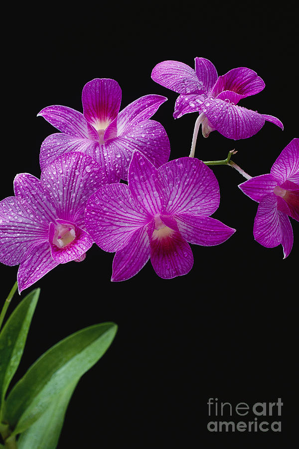 Purple Vanda Orchids Photograph by Tomas del Amo - Printscapes