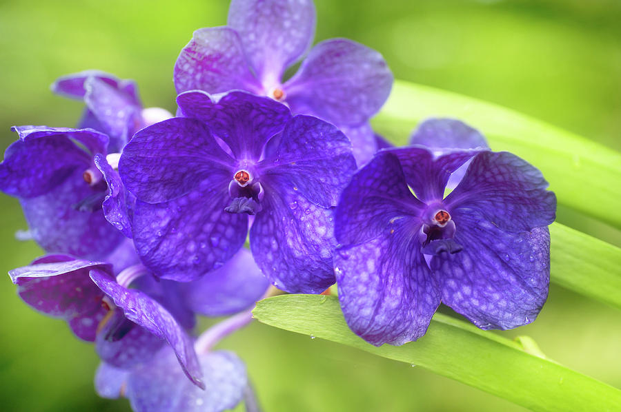 Purple Vanda. Singapore Orchid Photograph by Jenny Rainbow