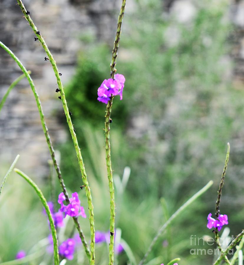 Purple Vebena by James Fannin Purple Vebena by James Fannin
