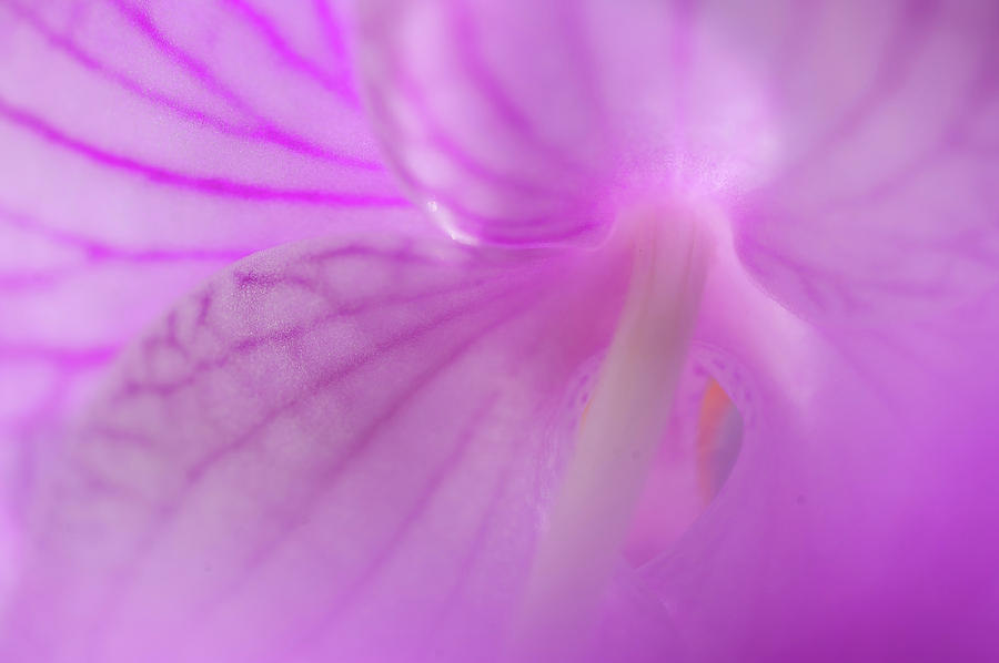 Purple Veil Photograph by Jenny Rainbow