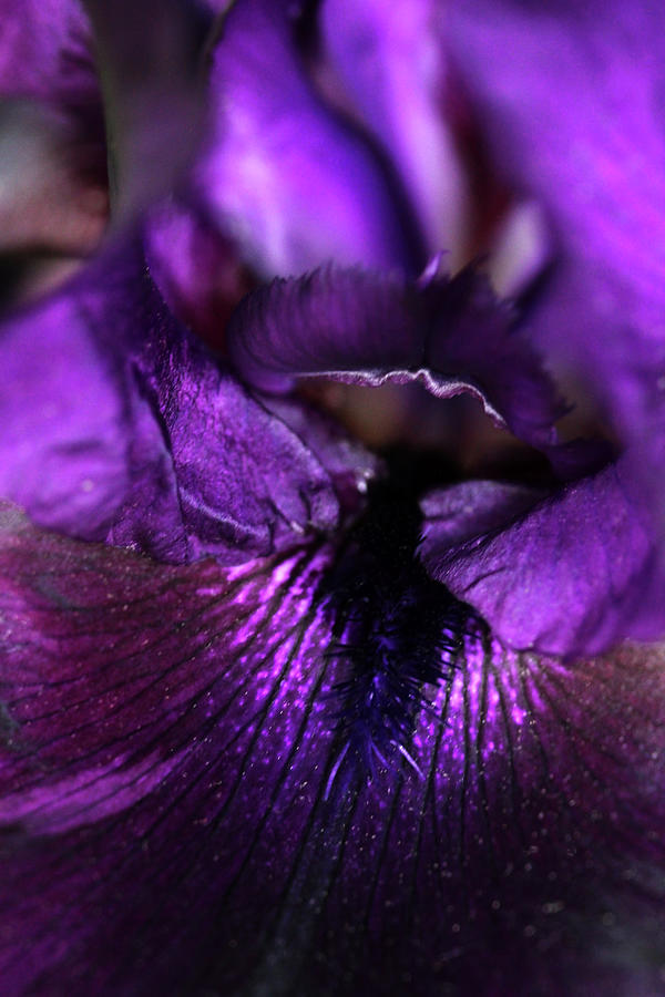 Purple Velvet Photograph by Debbie Oppermann