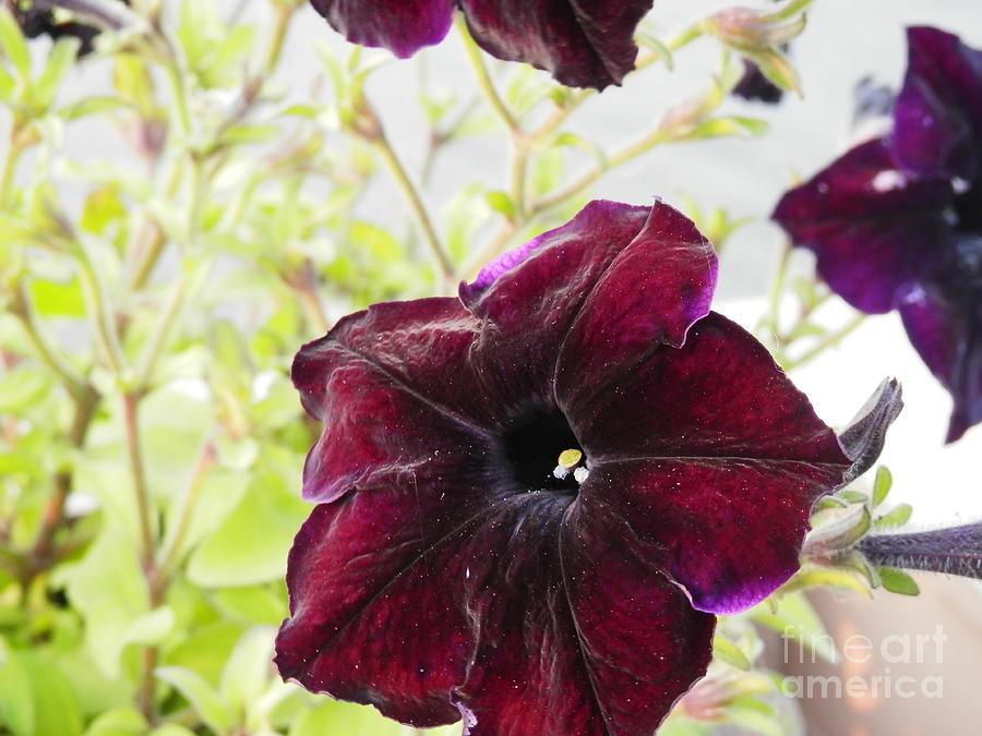 Flower Photograph - Purple Velvet  by Deborah Kunesh