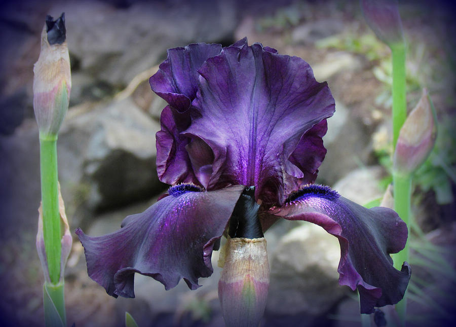 Purple Velvet Iris Photograph by KATIE Vigil