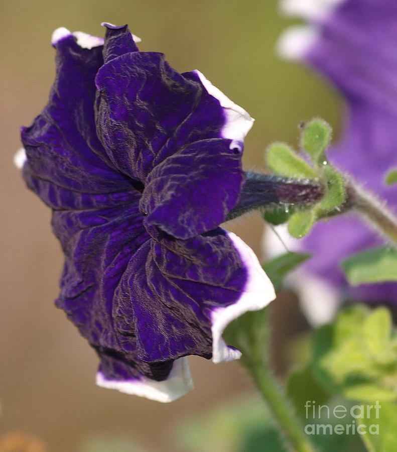Purple Velvet Petunia Photograph by Vivian Martin