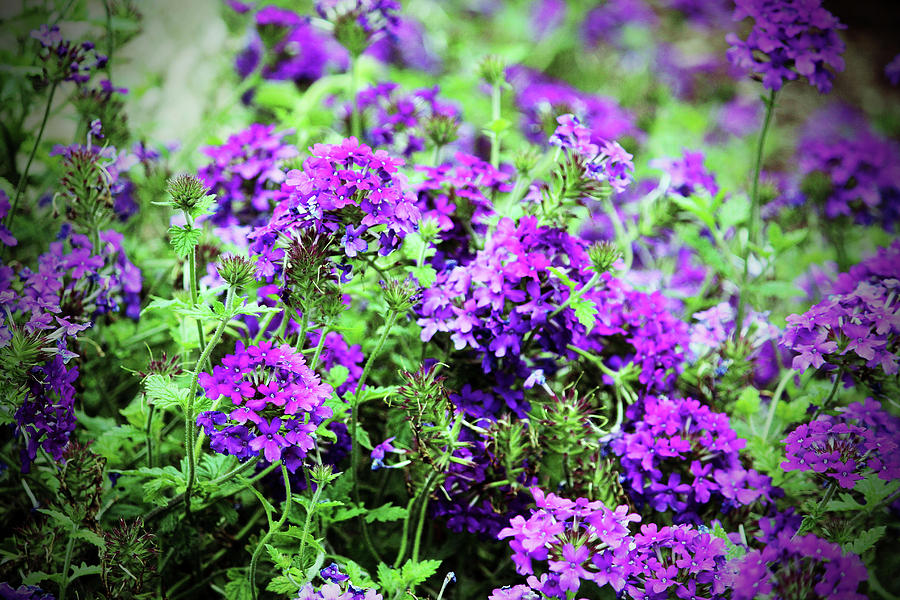Purple Verbena Photograph by Cynthia Guinn