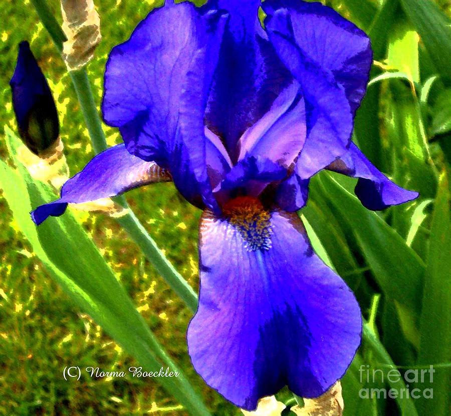 Iris Photograph - Purple Vibrant by Norma Boeckler