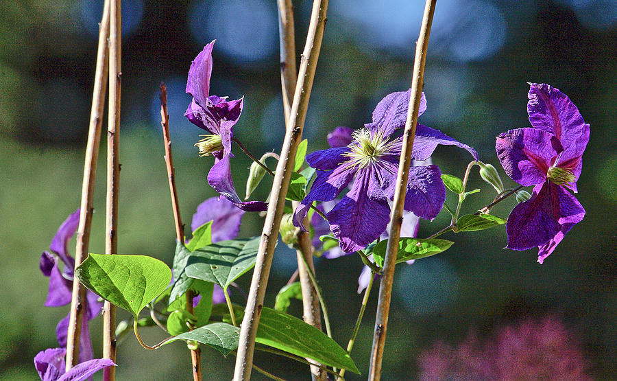 vines with purple flowers