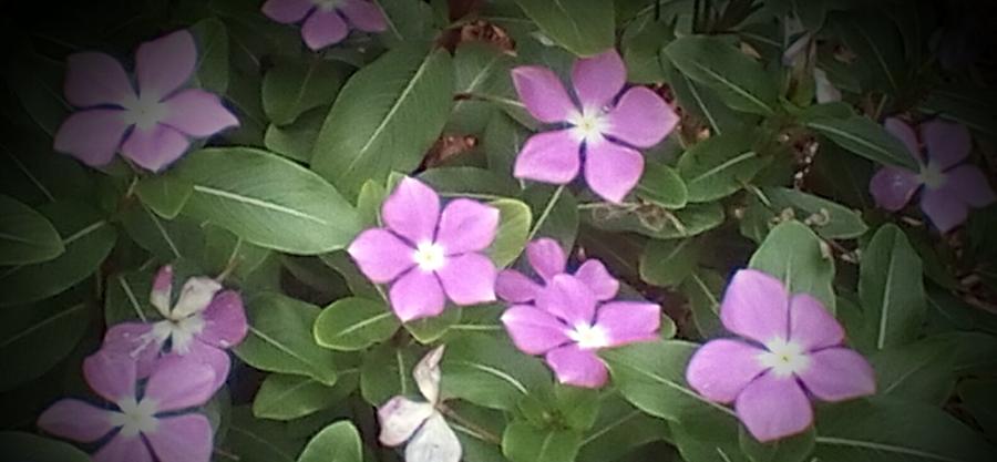 Purple Vintas Flower Photograph Photograph