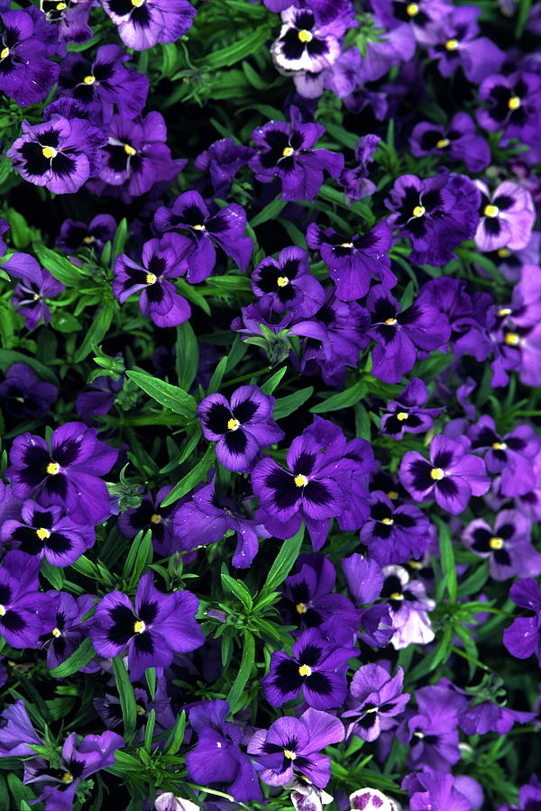 Purple Viola Flowers Photograph by Sally Weigand