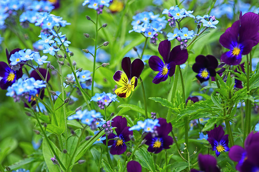 Purple Violas And Forget Me Nots Photograph By Sharon Talson