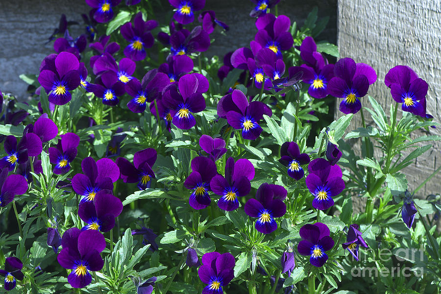 Purple Violas by the Fence Photograph by Sharon Talson
