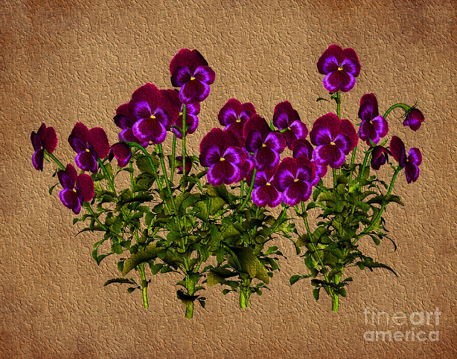 Purple Violets Digital Art by Smilin Eyes Treasures
