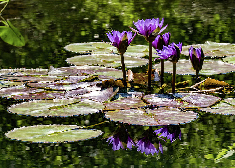 Purple Water Lilies Photograph by Dawn Key
