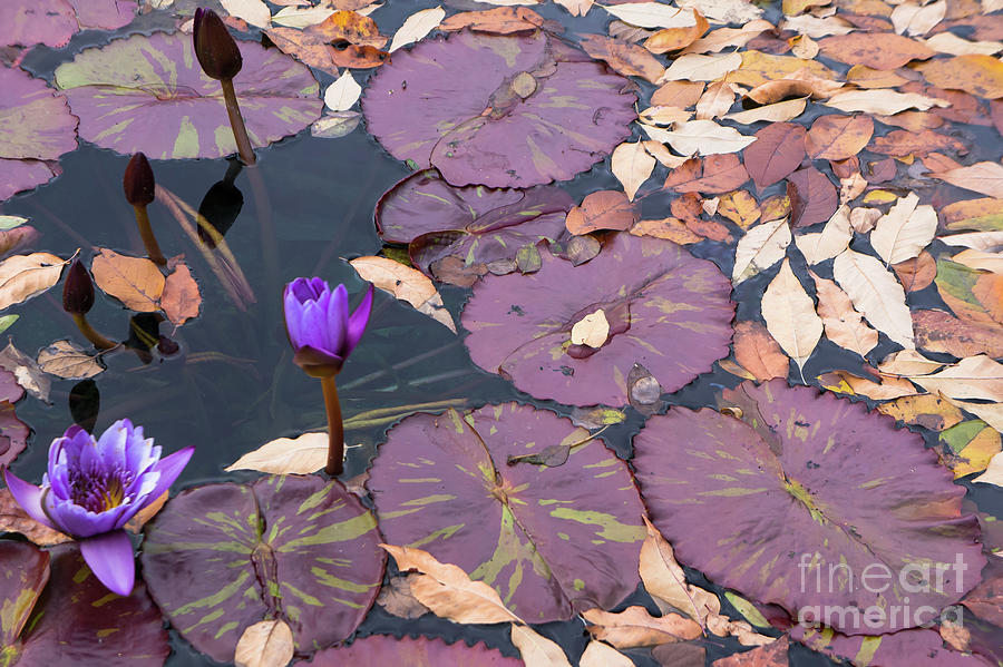 Purple Water- Lilies Photograph by Jill Greenaway