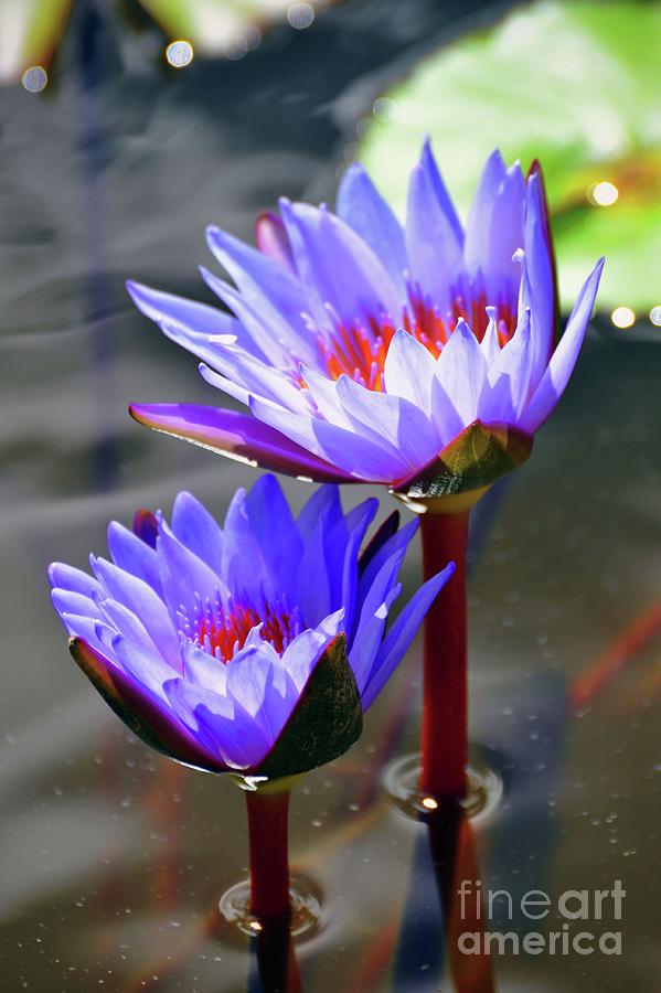 Purple Water Lilies Photograph by Savannah Gibbs