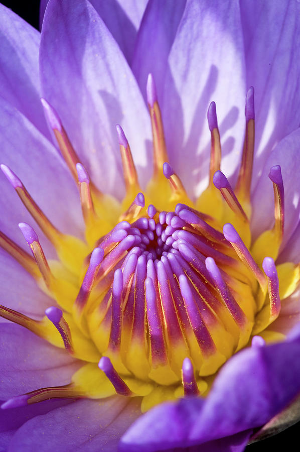 Purple Water Lilly 3 Photograph by Greg Plachta - Fine Art America