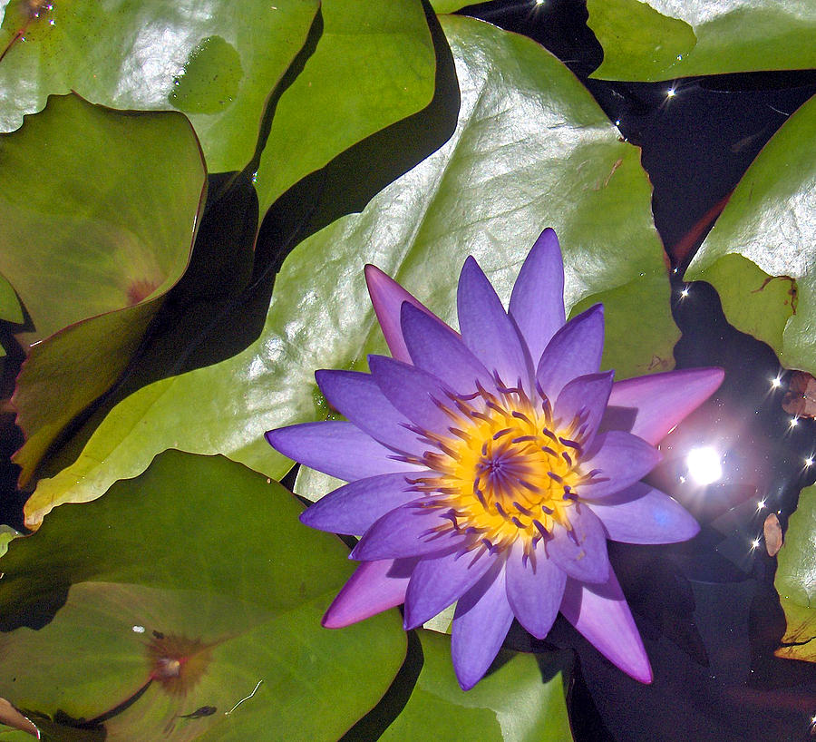 Purple Water LIlly Photograph by Nicole I Hamilton