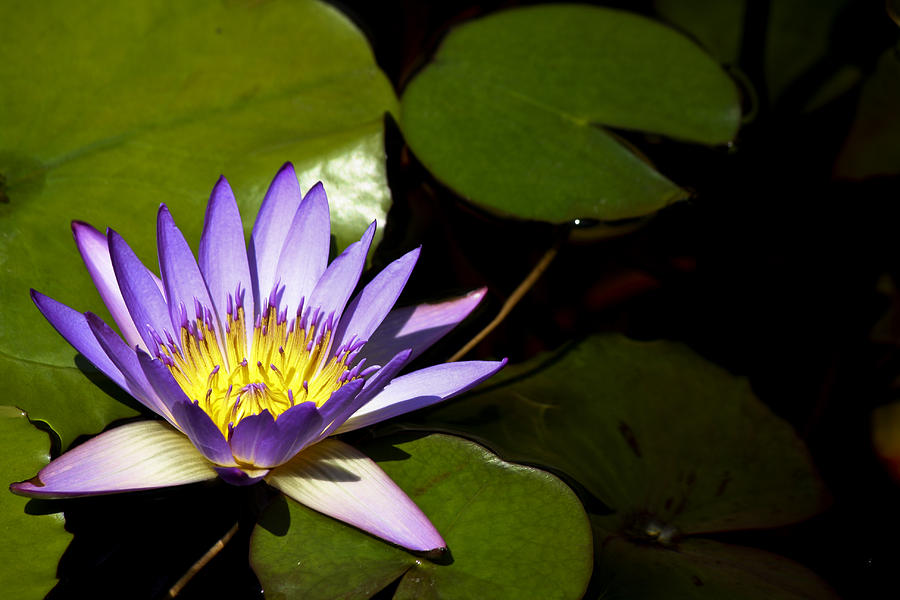 Purple Water Lilly Photograph by Teresa Mucha