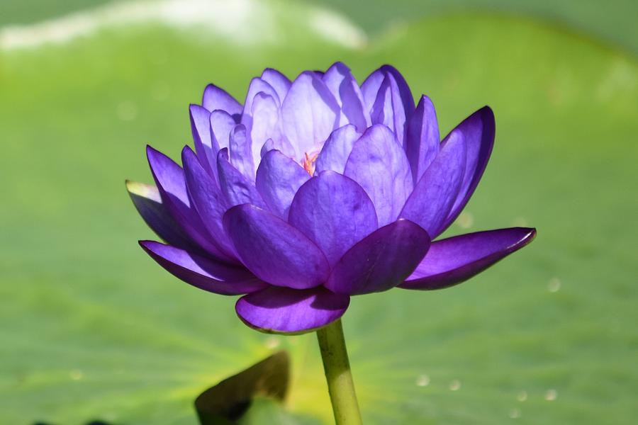 Purple Water Lily - 3 Photograph by Linda Benoit - Fine Art America