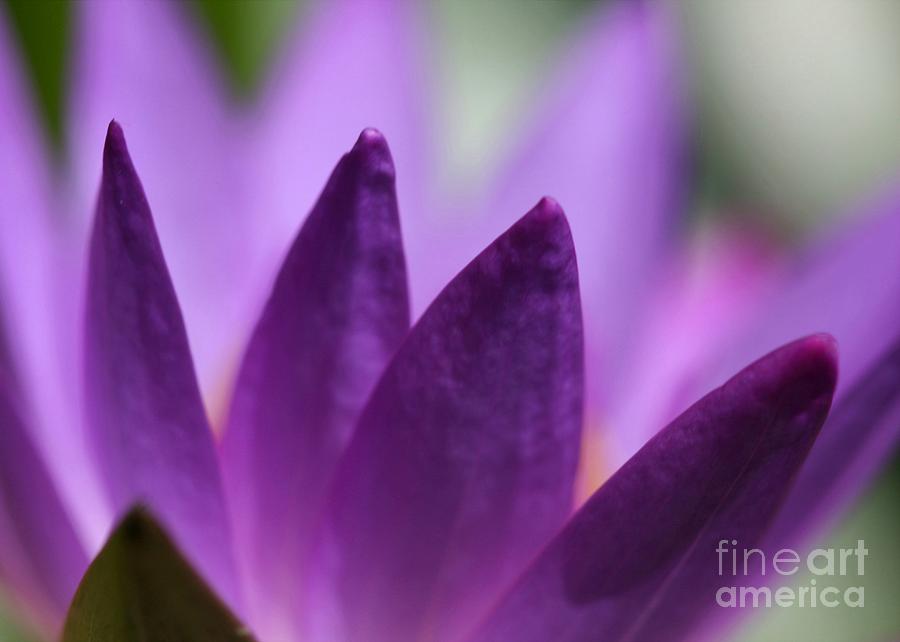 Purple Water Lily Abstract Photograph by Sabrina L Ryan