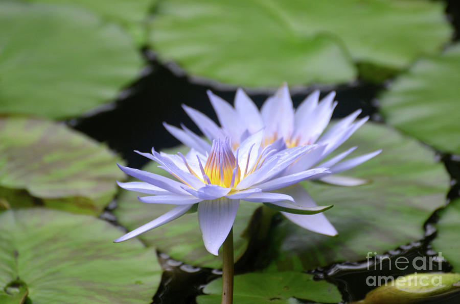 Nature Photograph - Purple Water Lily Amongst a Bunch of Lily Pads by DejaVu Designs