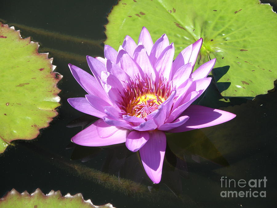 Purple Water Lily At The Jewel Box Photograph by Debbie Fenelon