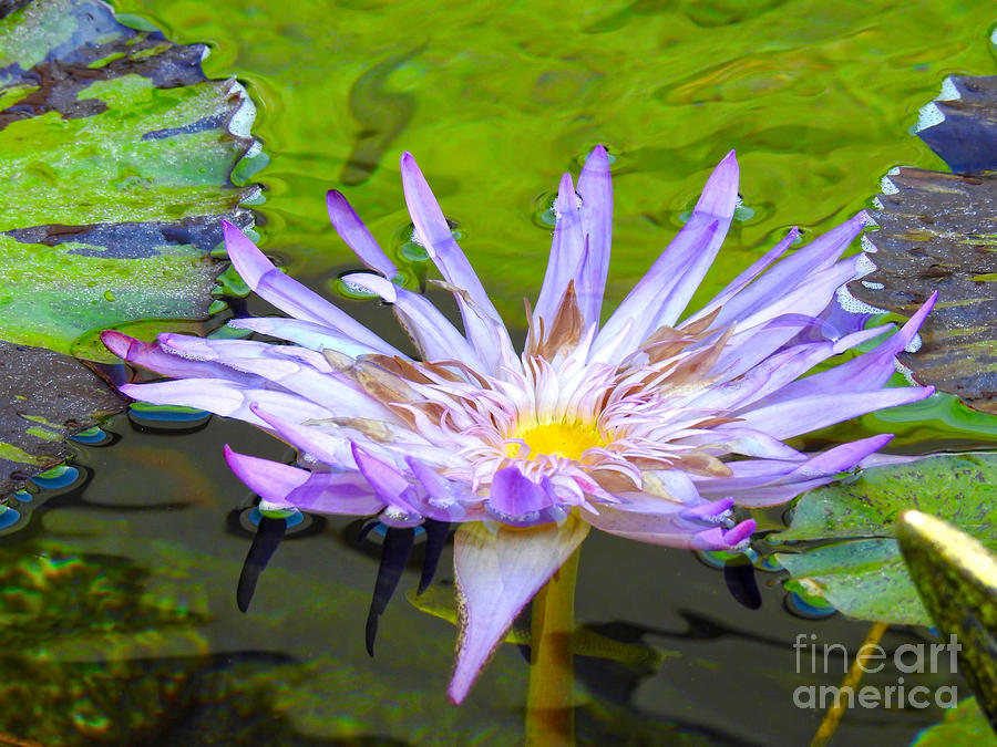  Purple Water Lily Photograph by Beth Myer Photography