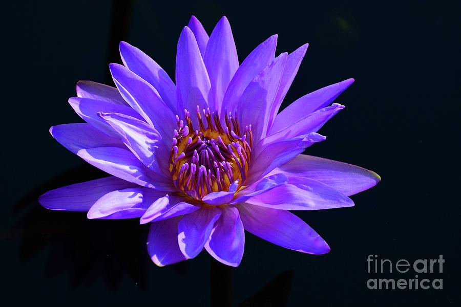Purple Water Lily Photograph by Cindy Manero