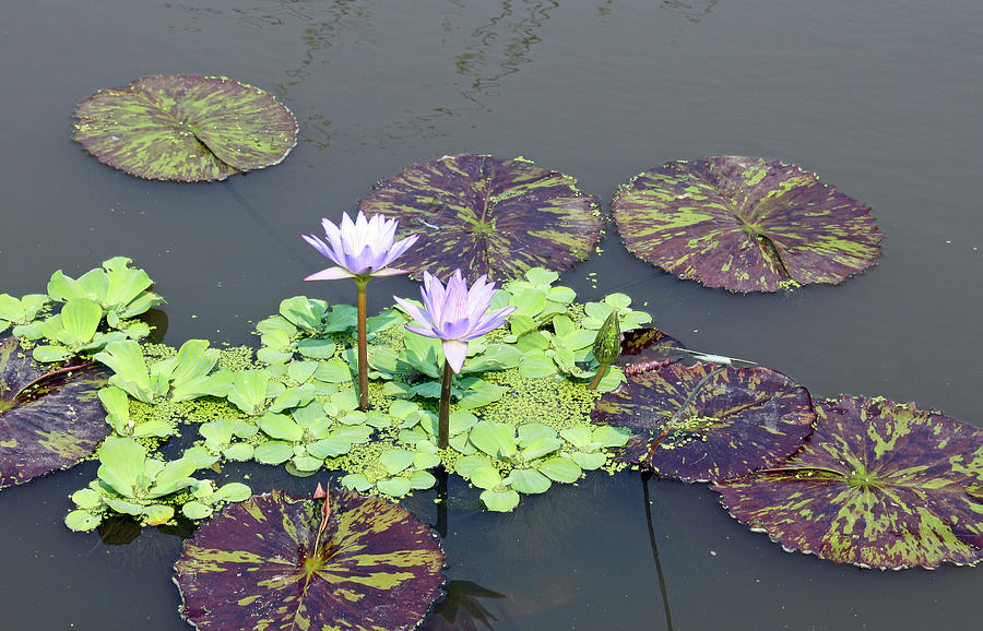 Purple Water Lily Photograph by Ellen Tully