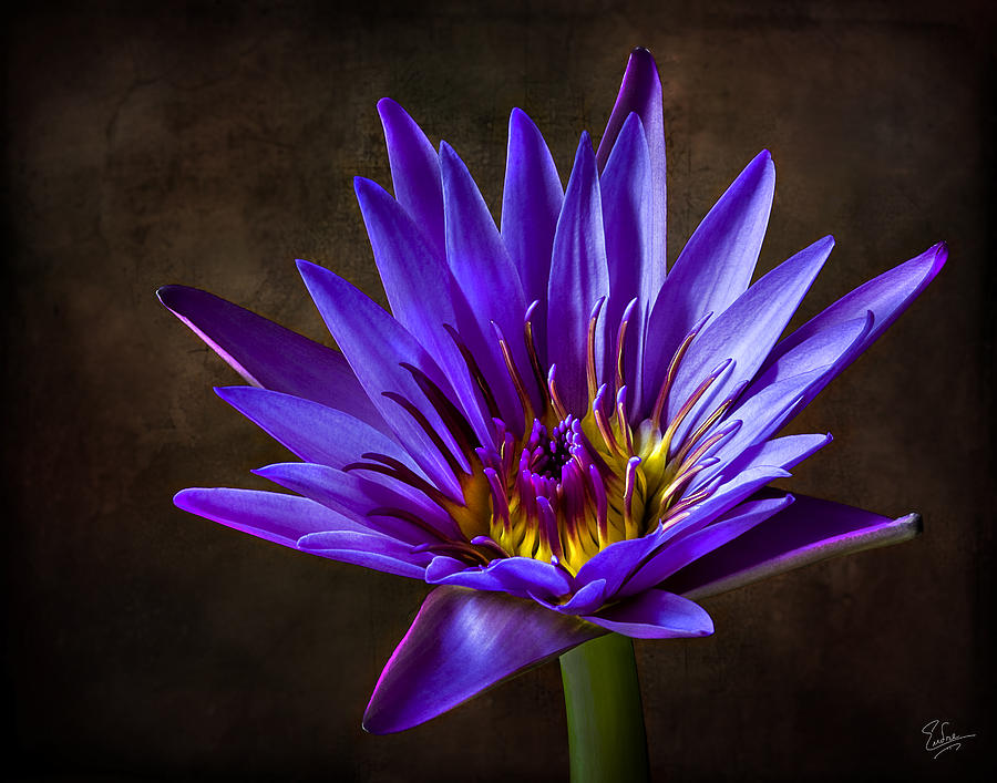 Purple Water Lily Photograph by Endre Balogh