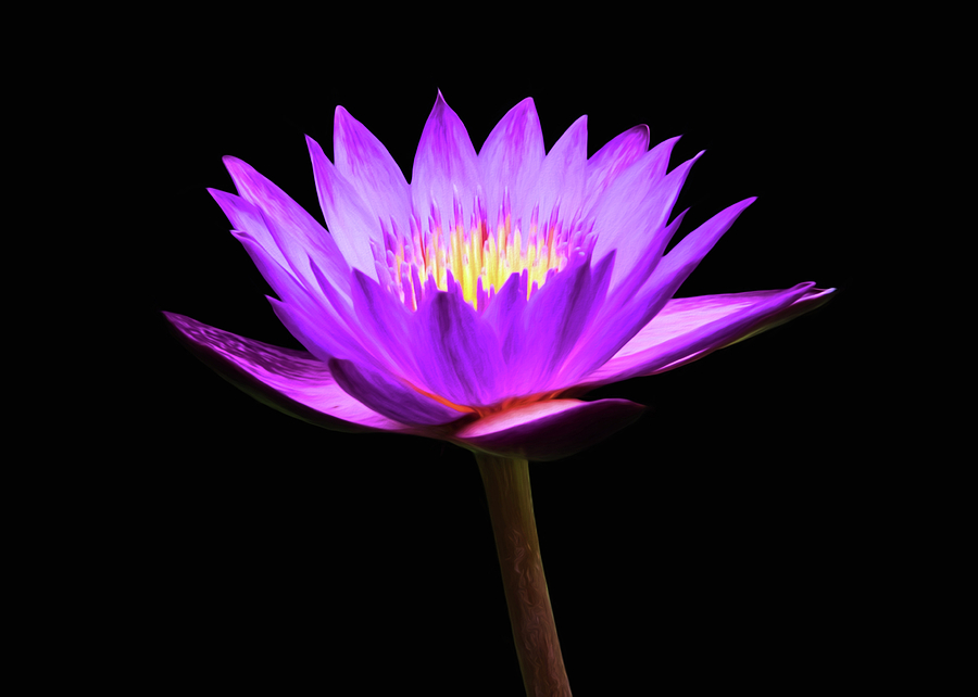 Purple Water Lily Flower Photograph by Steven Michael