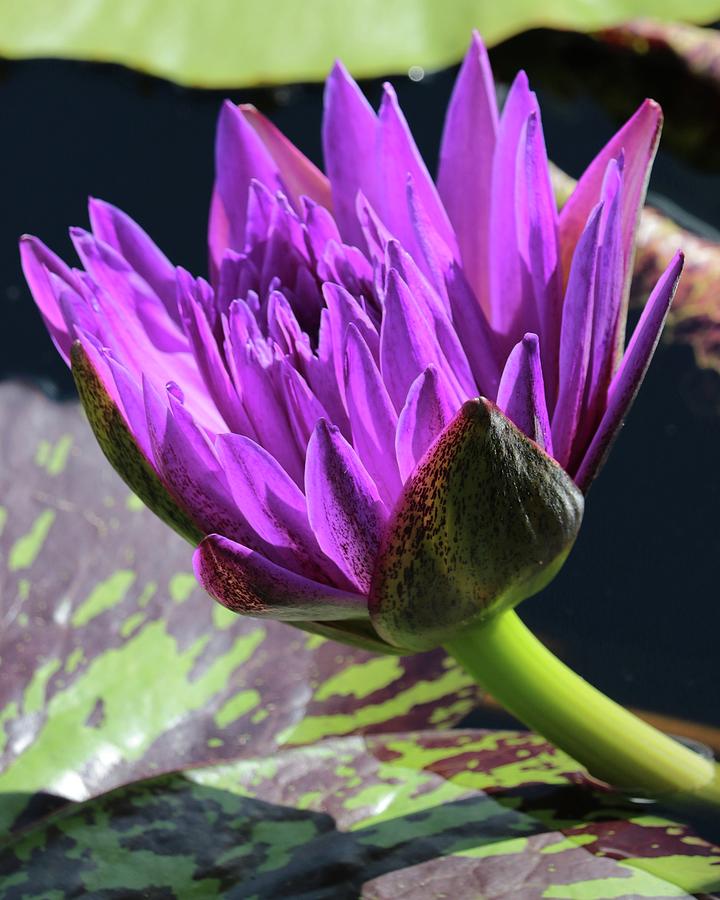 Purple Water Lily Photograph by Harold Rau