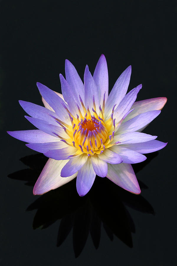 Purple water lily in a pond Maui Hawaii Photograph by Pierre Leclerc Photography