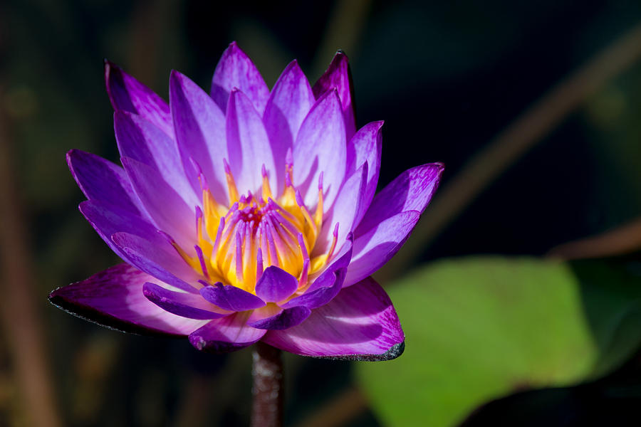 Flower Photograph - Purple Water Lily In Pond 2 by Brian Harig