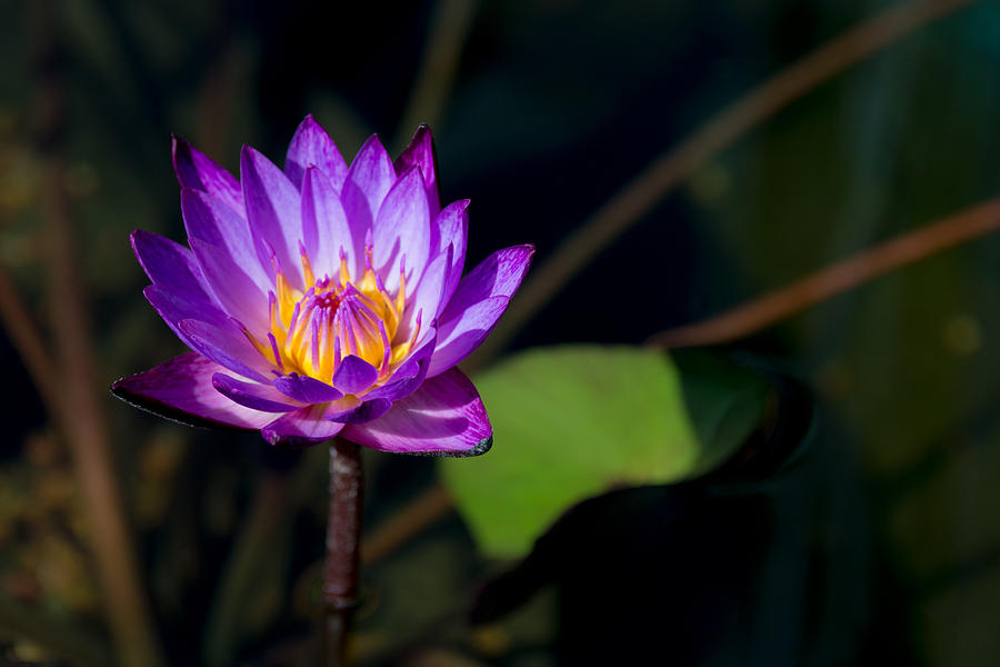 Flower Photograph - Purple Water Lily In Pond by Brian Harig