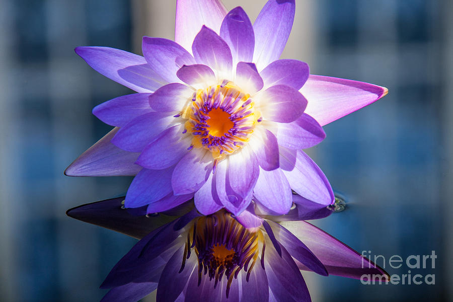 Purple Water Lily Photograph by Jennifer Ludlum