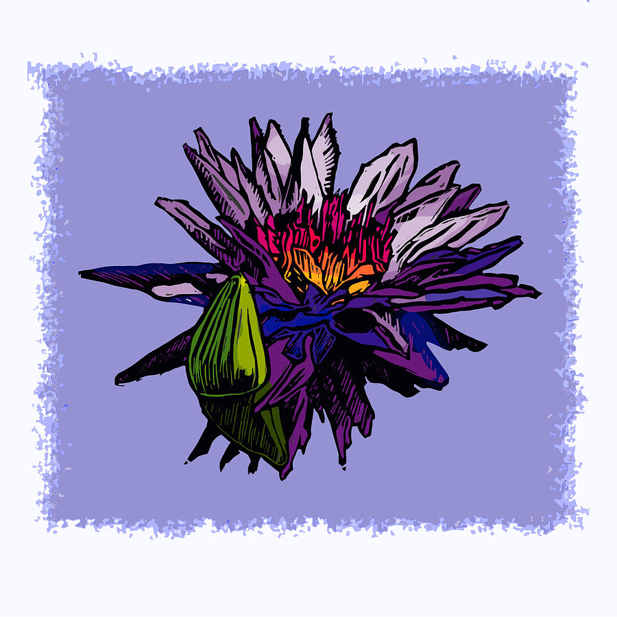 Purple Water Lily Drawing by John Lautermilch