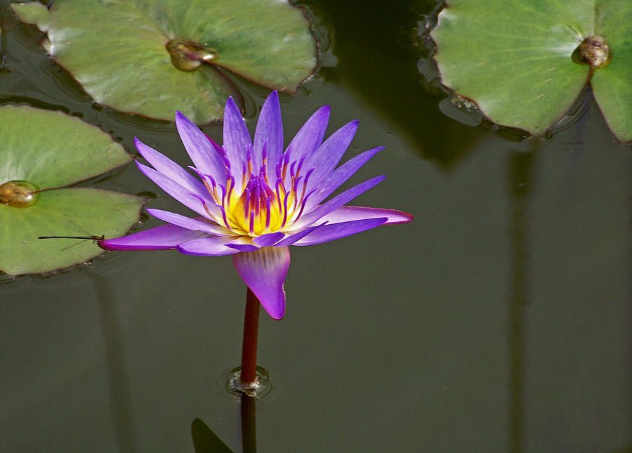 Purple Water Lily Photograph by Judy Wanamaker