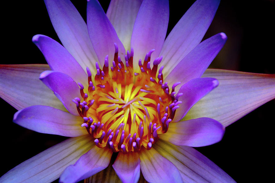 Lily Photograph - Purple Water Lily - Greeting Card by Karmen Chow