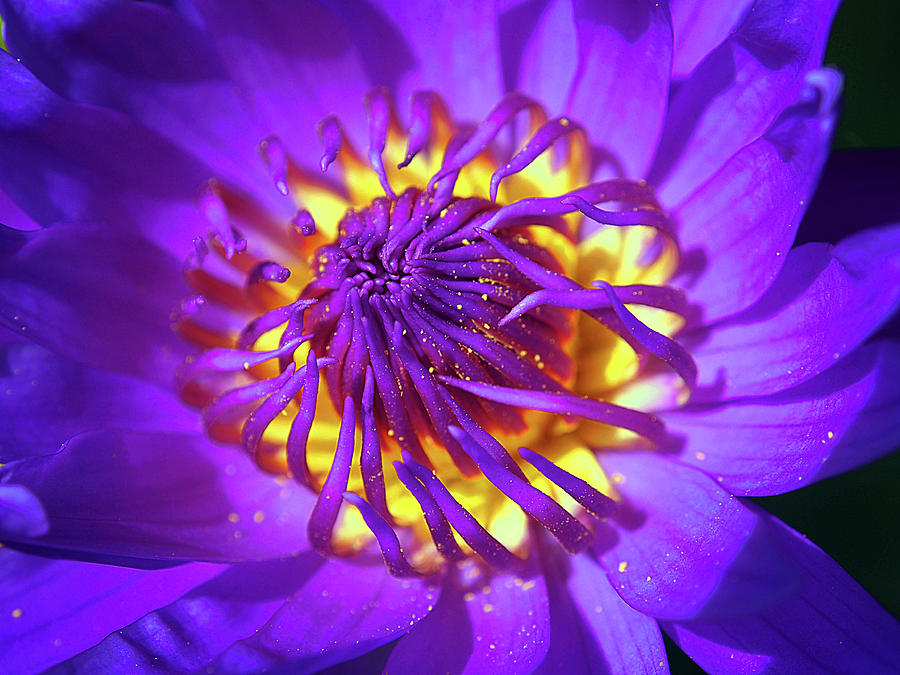Lily Photograph - Purple Water Lily Macro by Kaleidoscopik Photography