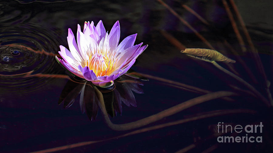 Purple Water Lily Photograph by Mary Haber