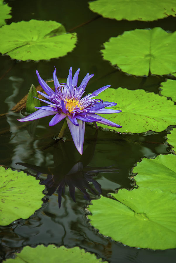 Purple Water Lily Photograph by Pamela Williams