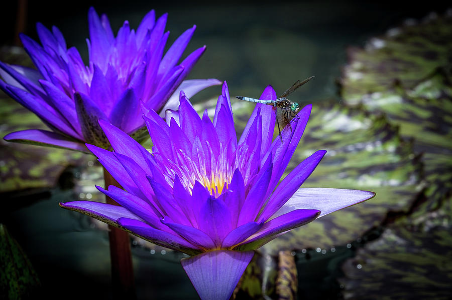 Purple Water Lily Photograph by Paul Freidlund