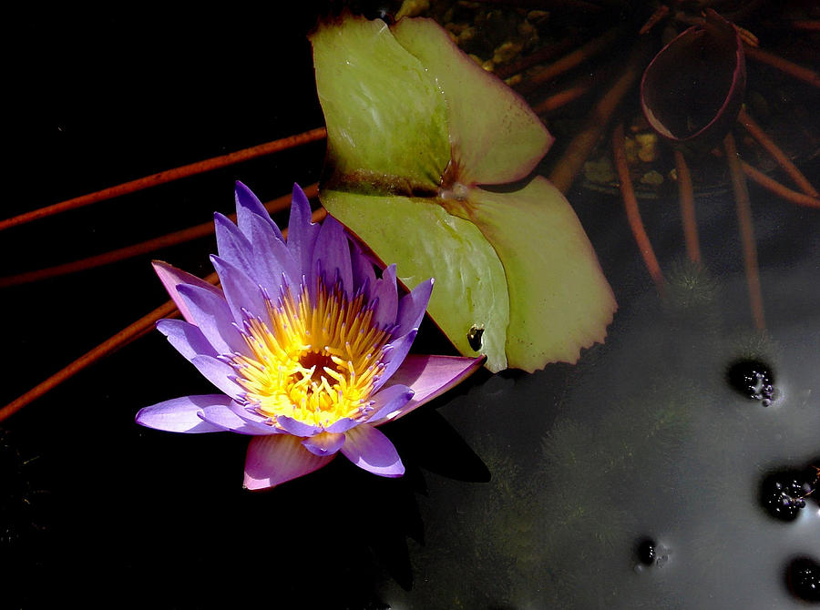 Purple Water Lily Photograph by Rosalie Scanlon