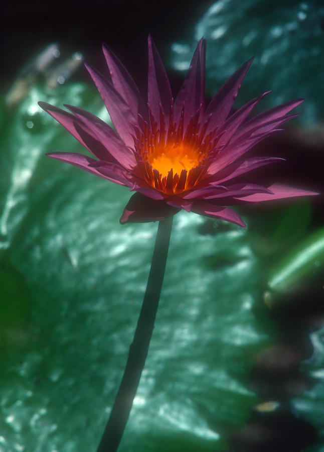 Purple Water Lily Photograph by Stephen Anderson