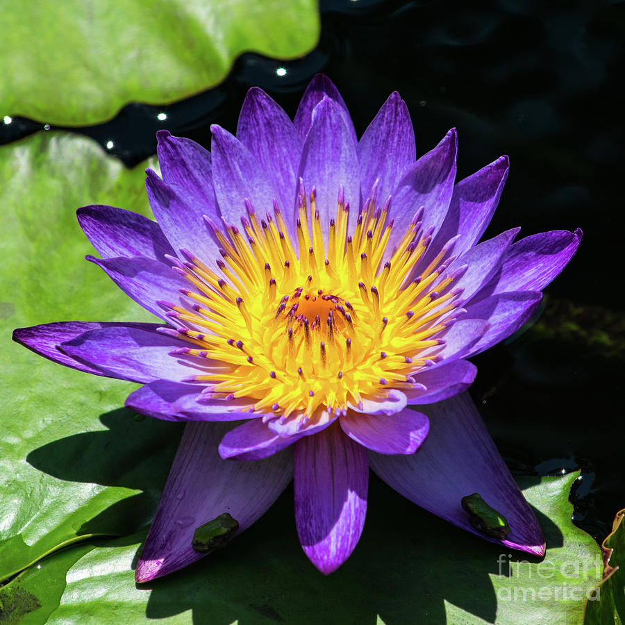 Purple Water Lily With Yellow Center Photograph by Robert Edgar | Fine ...