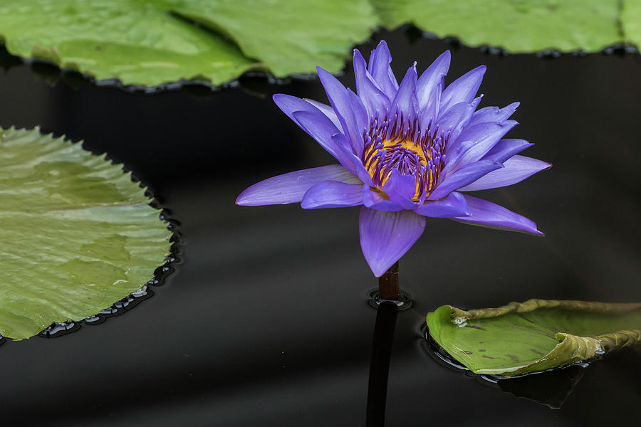 Purple Waterlily Photograph by Roni Chastain