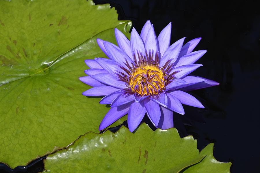 Purple Waterlily Wide Open Photograph by Tana Reiff