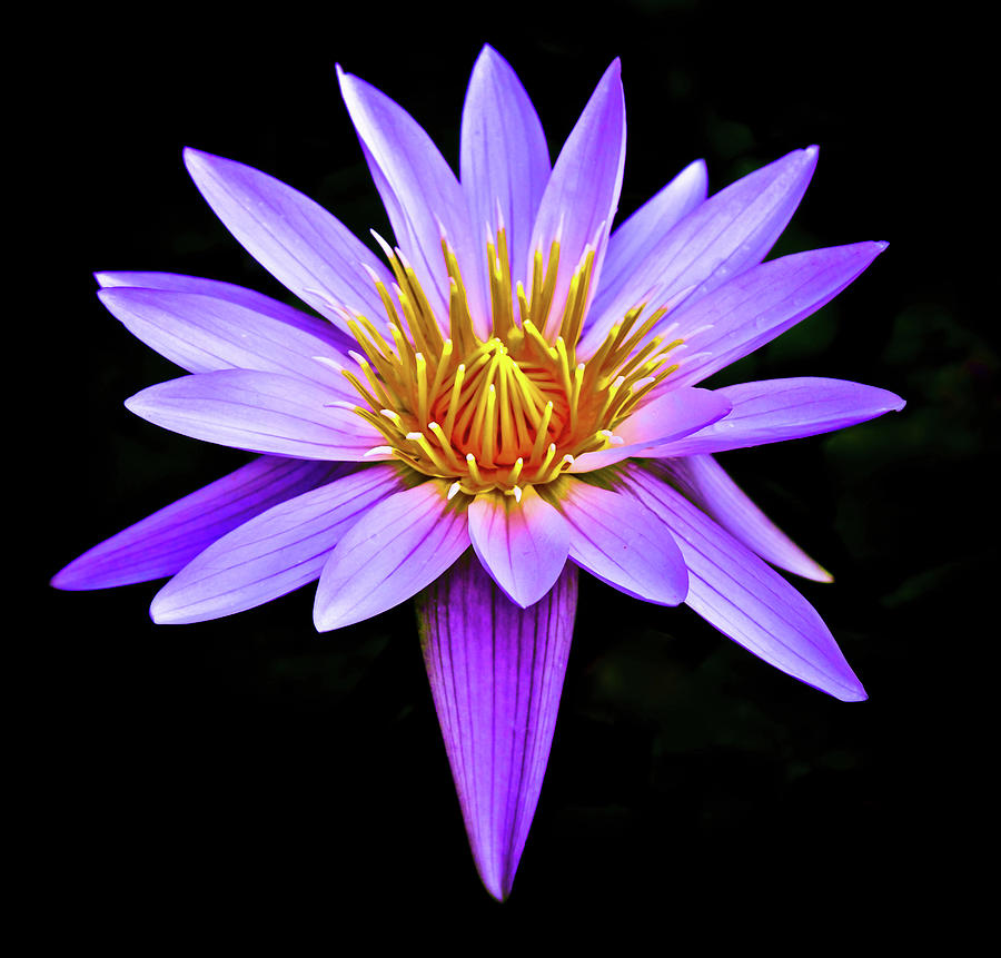 Purple Waterlily with Golden Heart Photograph by Venetia Featherstone-Witty